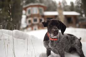 Cute Dog At Silver Forest Inn Bozeman Montana Cute Dogs Cute Animals Doggy