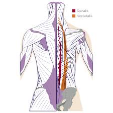 It almost extends fully across the body for instance, an ape spine extends along their back in a straight line, as they support the weight of. Back Muscles Anatomy Of Back Pain In Diagrams Goodpath