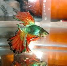 Nature Agrees Orange And Green Make A Beautiful Combo Check Out This Brilliant Betta Fish Betta Betta Fish Beautiful Fish