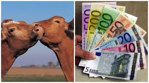 Maybe you would like to learn more about one of these? SubvenÈii Apia Bovine Ajutor NaÈional Tranzitoriu Pentru Bovine De Carne Èi Vaci De Lapte Agrolocal