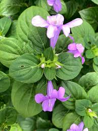 Image result for Barleria capitata