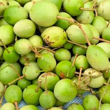 Image result for Caperonia serrata