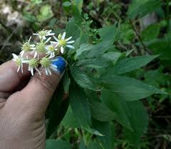 Image result for Rhynchosia torrei