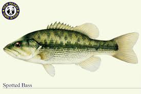 Warm Water Species New Mexico Department Of Game Fish