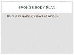 What kind of symmetry does a rectangle have? Phylum Porifera Questions Sponges Are Animals So What