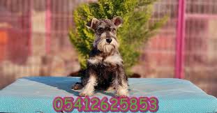 Yavru Minyatur Schnauzer Kopek Minyaturler Gri