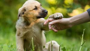 Pese a que el 21 de julio se celebra el día del perro, desde el 28 de mayo de 2013 se determino que este día sería dedicado a los caninos sin hogar. Hoy Se Conmemora El Dia Del Perro Sin Raza Para Concientizar La Importancia De Refugiar Asistir Y Adoptar Misionesonline