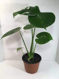 Split Leaf Philodendron 6 Pot Plants Big Indoor Plants Philodendron Plant
