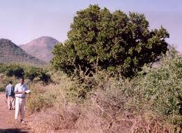 Image result for Dobera