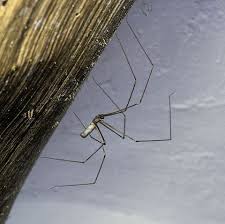 The structural lumber in your avoid keeping firewood in a damp garage or basement, where structural wood might have enough. 15 Common House Bugs To Know What Insects Live In Houses
