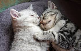 You probably already know that cats can be very affectionate when they want to. Wallpaper Cat Cat Cats Comfort Kitty Grey Background Stay Together Sleep Blanket Pair Kittens Kitty A Couple Striped Images For Desktop Section Koshki Download