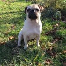 He was known for his dark comedy and reflections on politics, the english language, psychology, religion, and taboo subjects. Jack Le Jack Russel Eleveur De Chiens Houssin Kuurne Chiots A Vendre Plus De 20 Races