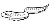 How To Draw Eletric Eel Fish Pencil Drawing Step By Step Youtube Irwin moon shows us the electric eel and demonstrates its amazing abilities to shock fish for food and to use radar to find the fish. how to draw eletric eel fish pencil