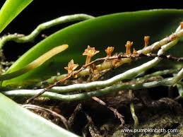 Image result for Chamaeangis