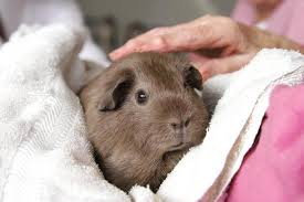 Birth can occur at any time of day, but often occurs at night. How To Take Care Of A Pregnant Guinea Pig Giving Birth