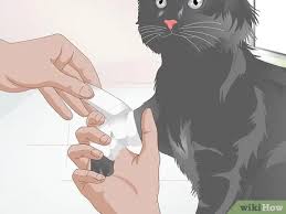 Odyssey the cat was hung by his neck and left to die, only surviving by breaking his leg to escape and limp around the streets of bundaberg, queensland. How To Treat Fractures In Cats 11 Steps With Pictures Wikihow Pet