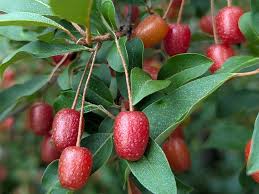 Image result for Eriosema cordifolium