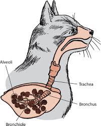 First part of the digestive tract. Pneumonia In Cats Bow Wow Meow