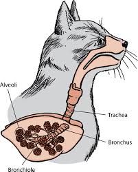 It is most common in the ankles and feet. Introduction To Lung And Airway Disorders Of Cats Cat Owners Veterinary Manual