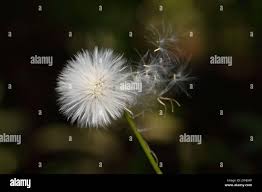 Image result for Crassocephalum rubens