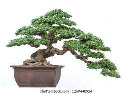 Bonsai Tree Hokiantea Carmona Retusa Pot Foto Stock 1269448924 Shutterstock