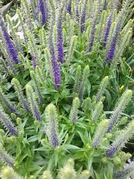 Late spring, summer plant habit: Ehrenpreis Veronicastrum Virginicum Fascination Hoffbuhr Pflanzen