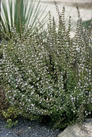 Image result for Clinopodium uhligii