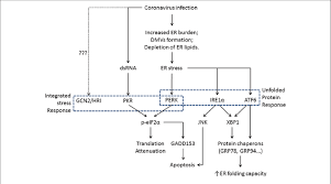 flowchart showing the induction of er stress and its