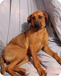 Black And Tan Coonhound Redbone Coonhound Lab Mix Redbone Coonhound Boxer Mix Redbone Coonhound Coonhound I Love Dogs