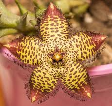 Image result for Orbea carnosa