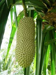 Image result for Pandanus sp. B