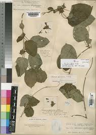 Image result for Telosma africana