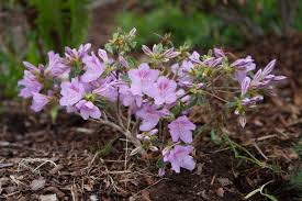 Um rhododendren zu pflanzen ist, wie bei anderen gehölze, die beste rhododendron pflanzzeit der herbst von anfang september bis mitte november. Rhododendron Pflanzen Standort Zeitpunkt Plantura