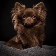 The chihuahua is a native of mexico, and his ancestors were surrounded by many myths. Chihuahua Chihuahua Chihuahua Puppies Puppies