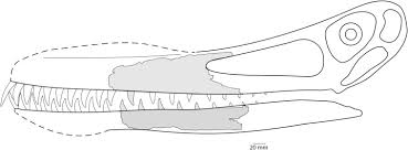 The only known species is cearadactylus atrox, described and named in 1985 by giuseppe leonardi and guido borgomanero. Reappraisal Of Mythunga Camara Molnar Thulborn 2007 Pterosauria Pterodactyloidea Anhangueria From The Upper Albian Toolebuc Formation Of Queensland Australia Sciencedirect