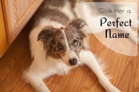 Creative ways to give your dog a unique female name. Cute Rare Female Names