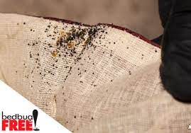 Bug tech offers a full scope of services for homeowners, apartments, hotels and other businesses facing bed bug infestations. Bed Bugs Bug Tech