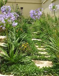 Image result for Falkia oblonga