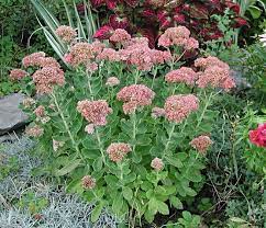 A striking plant for the summer border or for growing in large. Autumn Joy Sedum Lives Up To Its Name The Denver Post