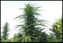 Resultado de imagen para como cultivar marihuana