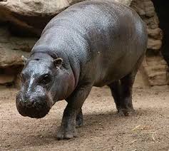 Image result for Hippocratea pallens