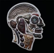 The cartilage in the region of the epiphyseal plate next to. Anatomical Cross Sections Of Human Heads Reveal A Menagerie Of Found Objects Colossal
