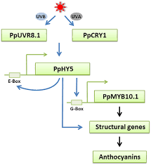 Check spelling or type a new query. Frontiers The Photomorphogenic Transcription Factor Pphy5 Regulates Anthocyanin Accumulation In Response To Uva And Uvb Irradiation Plant Science
