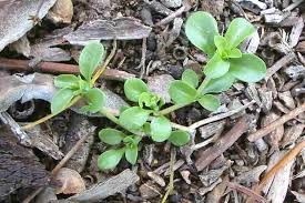 Image result for Polycarpon