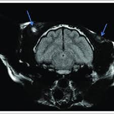 A lung nodule (or mass) is a small abnormal area that is sometimes found during a ct scan of the chest. Pdf Metastatic Pulmonary Carcinomas In Cats Feline Lung Digit Syndrome Further Variations On A Theme