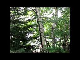 Canyon Lake Ontario Canada Mcintosh Lodge Tree Canyon Lake Oregon Coast