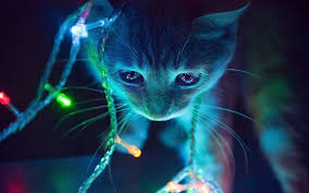 Maybe you would like to learn more about one of these? 2945485 Cat Neon Lights Macro Animals Christmas Lights Wallpaper Cool Wallpapers For Me