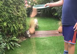 Why dog urine burns grass how to prevent dog urine spots on lawns.dog urine natural wreaks havoc on grass, leaving burned, bare lawn spots or discolored. How To Eliminate The Smell Of Dog Urine From Artificial Grass I Perfect Grass