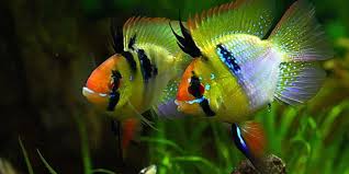 The species has been examined in studies on fish behaviour and is a popular aquarium fish, traded under a variety of common names, including ram, blue ram, german blue ram, asian ram, butterfly cichlid, ramirez's dwarf cichlid, dwar. Blue Ram Cichlid Care Guide The Aquarium Guide