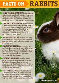 Astounding A Handy Guide You Ll Need Raise A Rabbit Https Meowlogy Com 2018 05 09 A Handy Guide Youll Need Rais Pet Bunny Rabbits Bunny Care Pet Rabbit Care